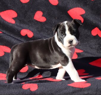 Americký stafordšírský teriér s PP fenka 2 - 2