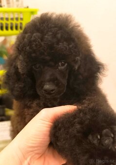 Pudl trpasličí s PP - 2