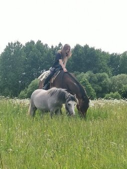 Welsh mountain pony - 1,5 letá klisna - 2