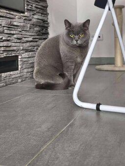 Zralá lady Šeron - 2