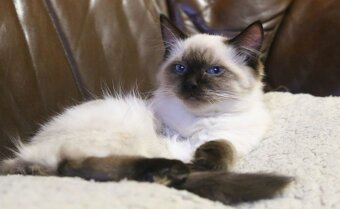 Kocourek ragdoll ke krytí - 2