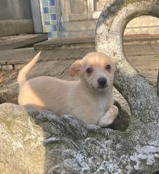 Taliansky chrtik x civava - 2