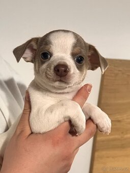 Krátkosrstá čivava bez PP - 2