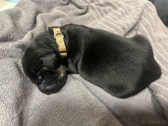 Štěnata Hovawart s PP - 2