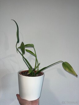 Monstera burle marx flame - 2