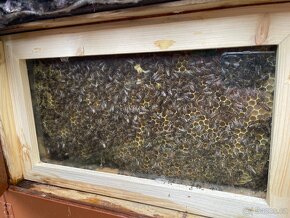 Prodám včely v originálních úlech - 2