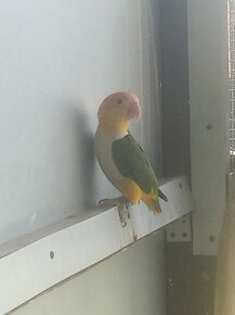 Papoušek na ochočení - amazonek bělobřichý - 3 000,- - 2