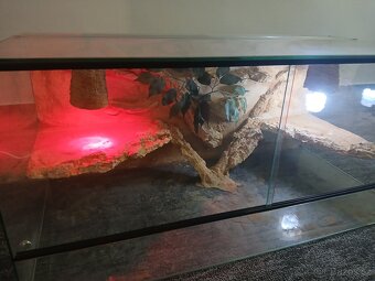 Terarium - 2