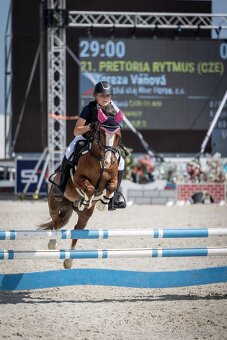 Welšký sportovní pony - 2