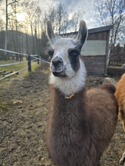 Lama - 2