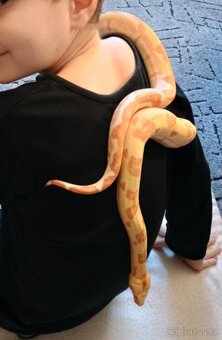 Boa constrictor- Hroznýš královský+terárium - 2