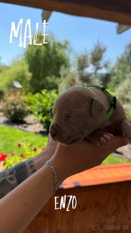 American bully xl s PP- rezervace štěňátek - 2