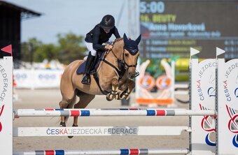 TOP pony na prodej - 2