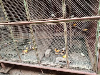 Prodám kanáry - 2
