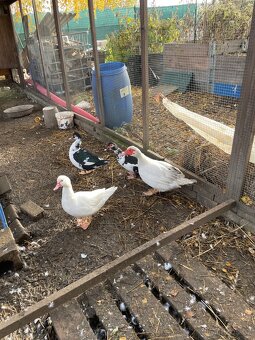 Prodám kachny. 1 kačer 3 kachny. - 2