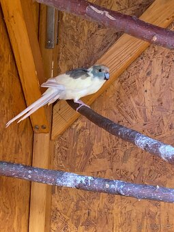 Kakariki rudočelý modrý - chovný pár - 2