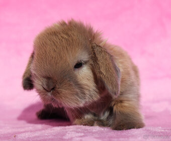 Zakrslí beránci s VP . Samičky . - 2