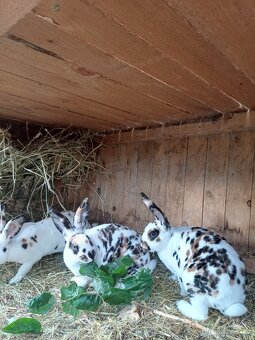 Prodám králíky - 2