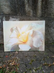 Prodám dekorační obrazy - 2