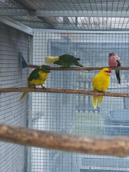 Kakariki rudočelý pár - 2