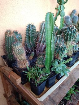 Sbírka kaktusů - 2