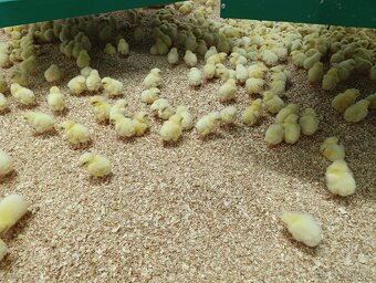 Brojlerová drůbež - 2