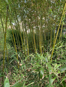 Bambusy -  sazenice + protikořenová folie - 2