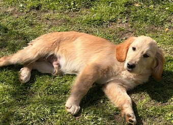 Zlatý retrívr, golden retriever - 2