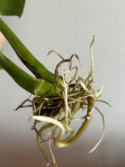 Monstera Thai Constelation - 2
