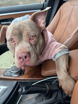 Rocni American Bully - 2