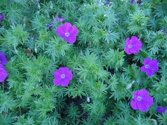 Kakost krvavý - Geranium sanquineum - sazenice - 2