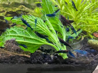 Krevetky modre Blue Diamond - 2