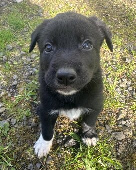 Štěňátka křížence border kolie, labradora a vlčáka - 2