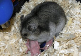 Daruji křečky mláďata - 2