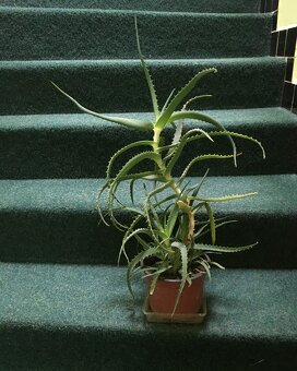 aloe vera - 2
