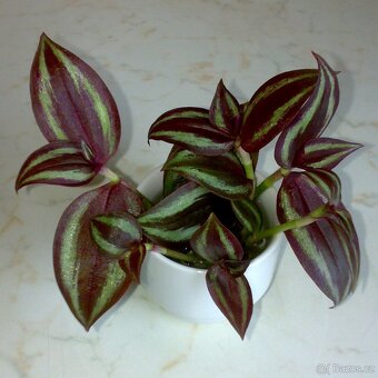 Tradescantia zebrina „Silver Sicilian“ - zakořeněné řízky - 2
