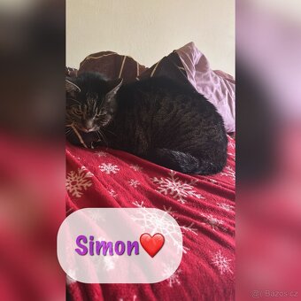 Přítulný mourek Simon naléhavě hledá domov - 2