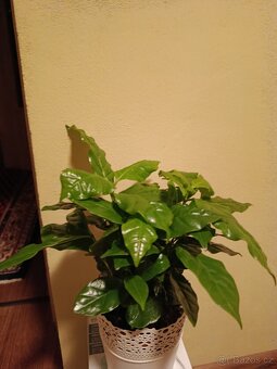 Kávovník - Coffea arabica - 2