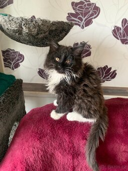 mainský mývalí kocourek s PP - 2