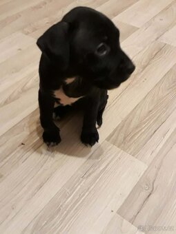 stafordšírský bulteriér - 2