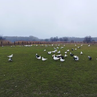 Kachna Pižmová - 2