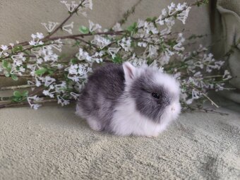 Nádherný Teddy sameček s VP - 2