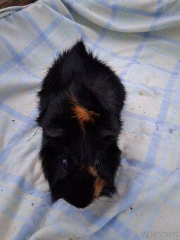 morčata - rozety - 2