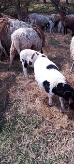 Jehněčí maso na velikonoce nebo jehňata na pastvu - 2