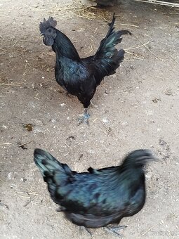 Ayam Cemani - násadová vejce - 2