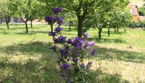 Zvonek klubkatý - Campanula glomerata  4000 semen 50 Kč - 2