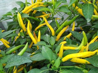 Semínka semena chilli i sladká paprika různé odrůdy - 2