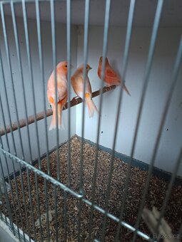 Kanárek mozaika - 2