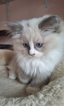 Překrásná Ragdoll  kočička - 2