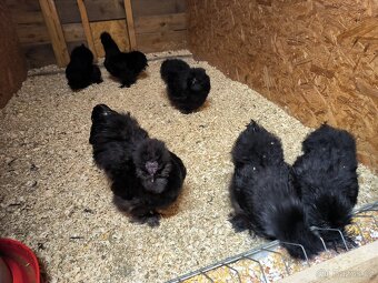 Hedvábničky velké vousaté EU černé a čoko - 2